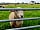 Wonders Corner Camping: sheep welcoming guests