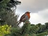 Kessock Caravan Park: A lovely robin who was a constant visitor (photo added by james_o244698 on 09/30/2025)