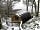 Loch Awe Camping Pods: Snow in January (photo added by manager on 24/03/2021)