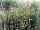 Milkmaid Meadow Campsite: Wild flower meadows on the nature trail