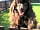 Sunflower Park: Lady - Rescue dog