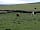 Pilsbury Lodge Farm: Cows in nearby fields