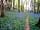 Barcdy Touring Caravan and Camping Park: Walk throughout the woods