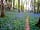 Barcdy Touring Caravan and Camping Park: Walk throughout the woods (photo added by manager on 30/11/2014)