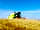 Trevoulter Farm Holidays: Combine harvester in action (photo added by manager on 12/07/2019)