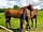 Belvedere Alpaca Ranch