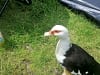 Moss Side Farm Campsite: Goose (photo added on 07/07/2024)