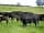 Llandrindod Hall Caravan and Camp Site: Pedigree Welsh black cattle on our farm