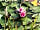 Condover Park Touring Caravan Site: Beautiful Water Lily (photo added by manager on 13/07/2023)