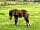 Rosebud Meadow: Beautiful horses, so tiny