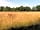 Holmans Woods