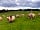 Campston Hill Wild Camping: Working farm including sheep and cattle