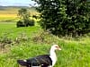 Moss Side Farm Campsite: Mad Duck (photo added on 07/10/2024)