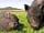 Lleithyr Farm Holiday Park: Sven and Erik