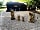 Viking Garth Hideaways: Friendly neighbours (photo added by manager on 06/28/2020)