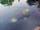 Huntick Farm Caravan Park: Fish in the pond (photo added by manager on 31/01/2023)