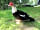 Watermill Leisure Park: Duncan the resident duck
