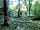 Reedy Brook Meadow Campsite: The woodlands