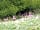 Stancombe Ash Farm: There is a herd approx. 70 strong of fallow deer which roam the site and surrounding woodland.