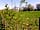 Fox’s Furrow