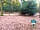 Setthorns Campsite: Grass with Electric Pitch (Tents Only)