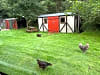 Moss Side Farm Campsite: Hens wandering (photo added on 07/27/2025)