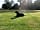 Walnut Tree Meadow Camping: Dog-friendly pitches on a fully-fenced meadow (photo added by manager on 02/12/2020)