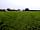 Walnut Tree Farm: Plenty of space for all