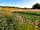 Buckland Farm Camping: I stood in the hedge for this one!  View of the meadow campsite!