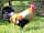 Natuurkampeerterrein Thyencamp: Meet the rooster