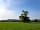 Stancombe Ash Farm: A single oak (seen in a few of our fields) is supposed to bring luck