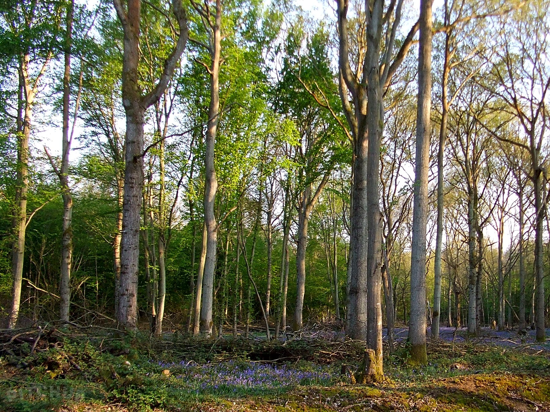 Woodsman Kent Wild Camping, Ashford - Updated 2020 prices ...