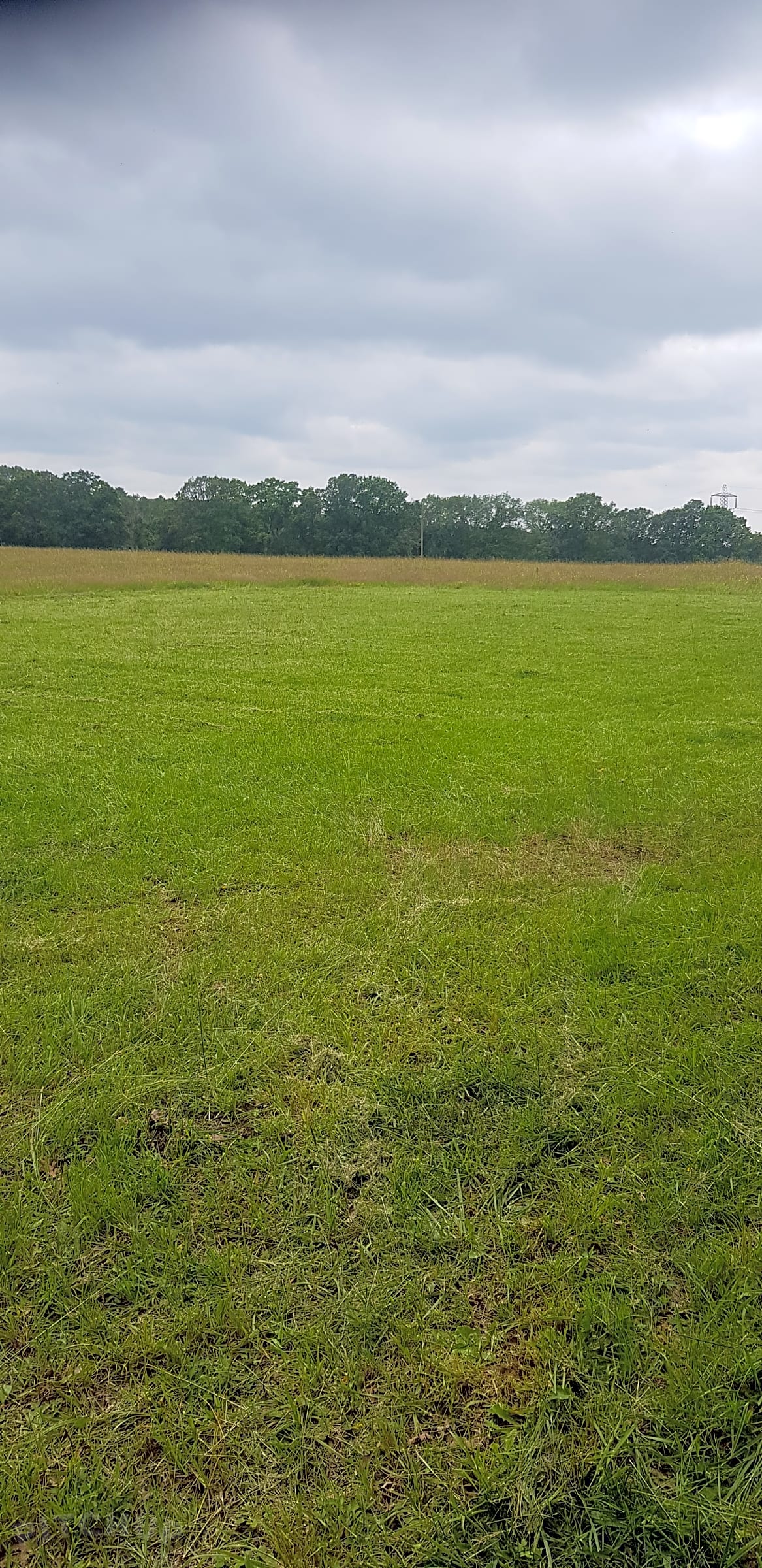 Holly farm best sale canine centre