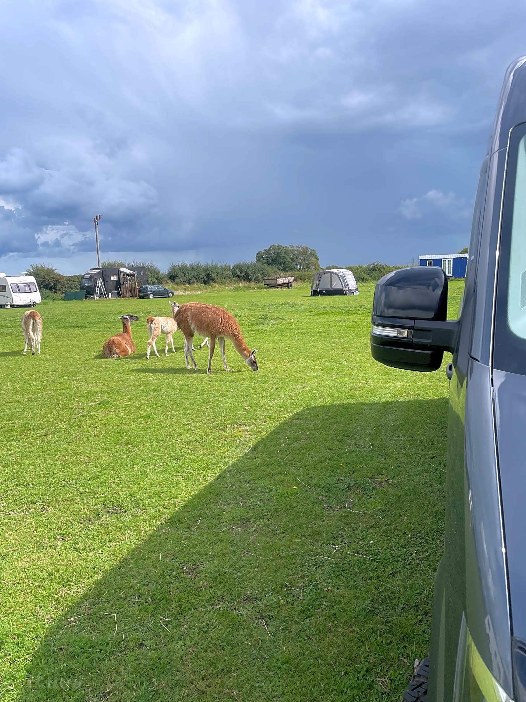 Snooks Farm Alpacas, Ferndown, Dorset Updated 2025 prices