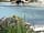 Clifden Eco Beach Camping and Caravanning Park: A day for the cows