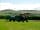 Dyfed Shire Horse Farm