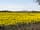 Barley Fields Camping