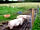 Swallow Farm Campsite