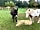 Strawberry Fields Glamping: Dude and Chance, a rescue donkey and rescue pony (photo added by manager on 16/06/2022)