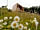 Panorama Glamping Visole: Lovely flowers around (photo added by manager on 15/11/2018)