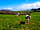 Mattiscombe Farm Camping: The cattle next door often come to say hi over the fence