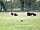 Brooklands Farm Camping: Meet the neighbours