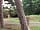 Pine Cones Caravan and Camping: Surrounded by mature pine trees