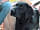 Muddycreek Farm: Dog friendly