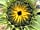 Lower House Farm: Sunflower