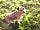Brooklands Farm Camping: Rosie the farm dog (small but surprisingly good at rounding up cattle)