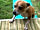 Field 725 Eco Camping and Glamping: Harley says ’Hello!’
