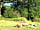 Bodmin Moor Camping: Firepit area