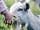 Hendre Hall Holiday Park: Feed the goats