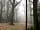 Horwood Farm Camping: Woodlands on site